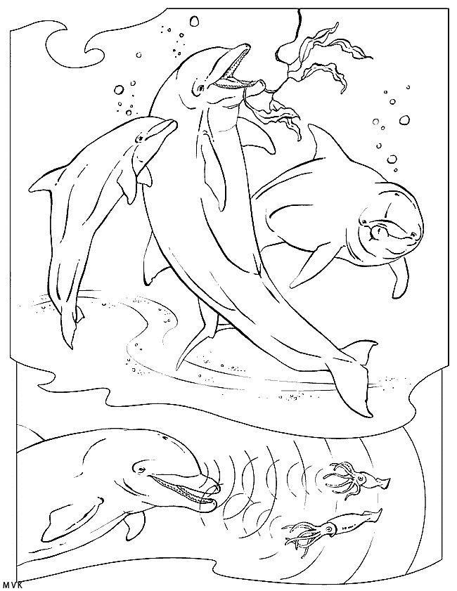 sea animal016